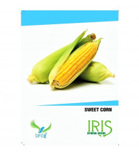 Iris F1 Maize / Sweet Corn 15 Seeds